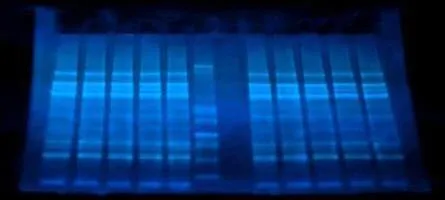 nUView™ Tris-Glycine UV reactive Precast Gel (NN)(Novex/Invitrogen)
